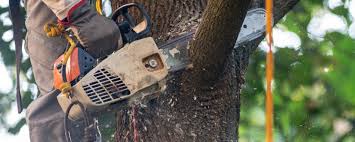 Best Arborist Consultation Services  in Wooster, AR