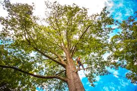 Best Tree Maintenance Programs  in Wooster, AR