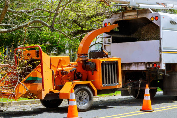 Best Root Management and Removal  in Wooster, AR