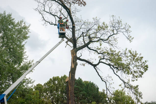 Best Leaf Removal  in Wooster, AR