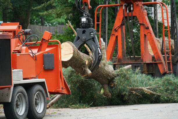 Best Tree Mulching  in Wooster, AR