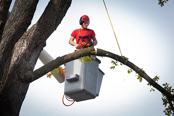 Wooster, AR Tree Care Services Company