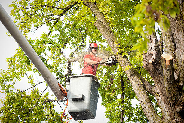 Best Hedge Trimming  in Wooster, AR